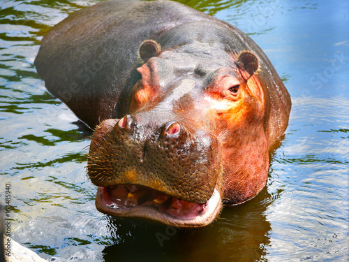 Obraz na płótnie Hippopotame