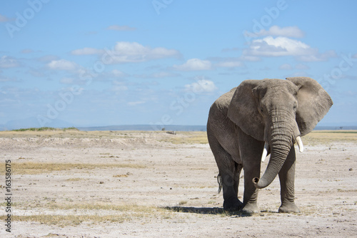 Obraz Fotograficzny Elephant walking