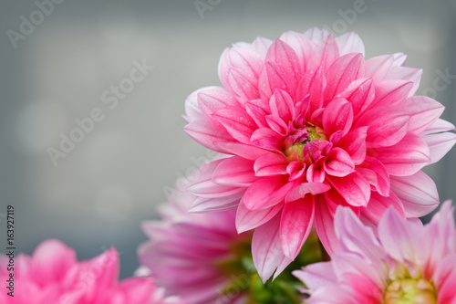 macro-shot-of-a-pink-dahlia-isolated-on-gray
