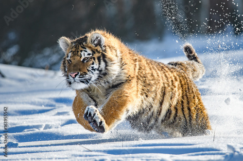 tigre-de-siberie-dans-la-neige-panthera-tigris