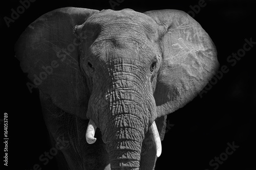 Obraz na płótnie Large African elephant walking into the light