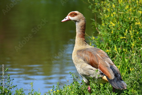 nilgans