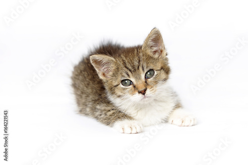 Poster beauty, cat, animal, domestic, pet, mixed breed, young, wild, natur, natural, yo