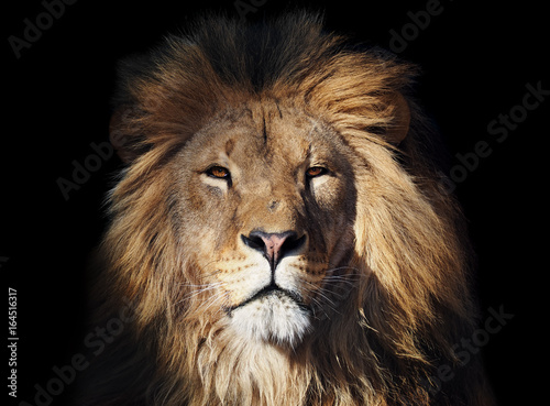 Obraz Fotograficzny Lion great looking at camera isolated at black
