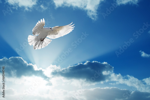 la-paloma-del-espiritu-santo-vuela-en-el-cielo-azul