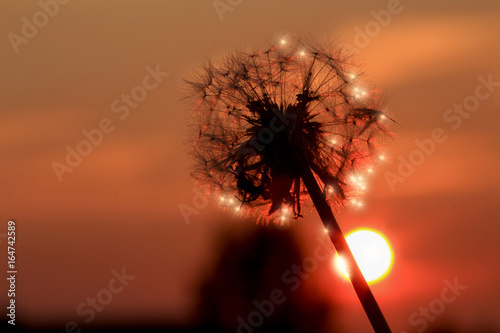 Obraz na płótnie Sunlight sparkles on the seeds of a dandelion head in the sunset