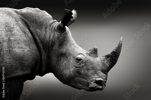 Obraz na płótnie Highly alerted rhinoceros monochrome portrait. Fine art, South Africa. Ceratotherium simum
