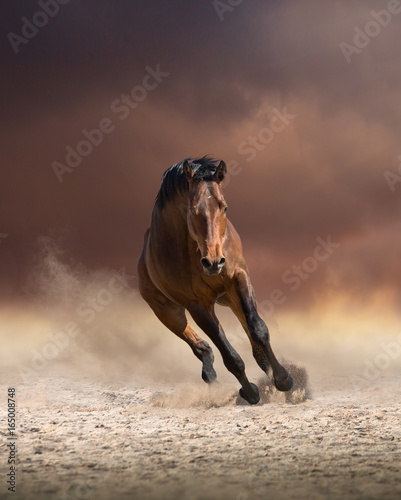 Obraz na płótnie Bay horse runs forward on dark clouds and dust background