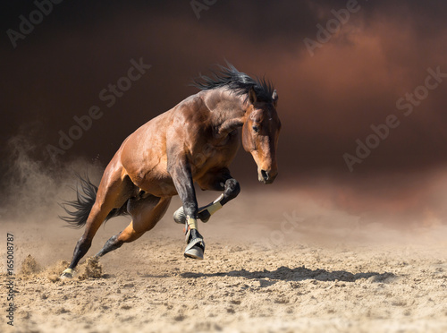 Obraz na płótnie Bay horse jumps on dark clouds and dust background