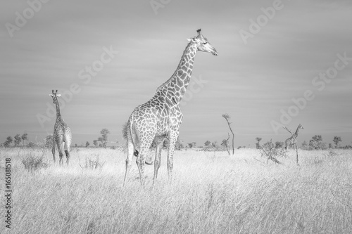 Obraz Fotograficzny Giraffes in B&W
