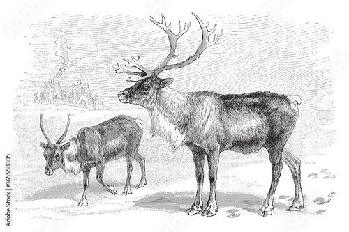  Reindeer (Rangifer tarandus) - vintage illustration