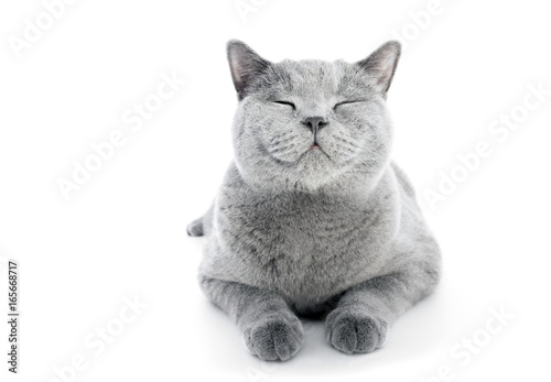 Obraz na płótnie British Shorthair cat isolated on white. Smiling