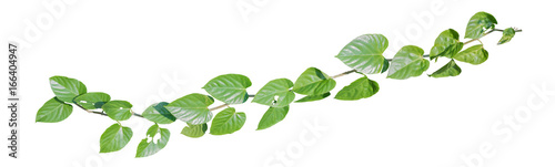 Lacobel Ivy vine plant, wild climbing on white background, clipping path.