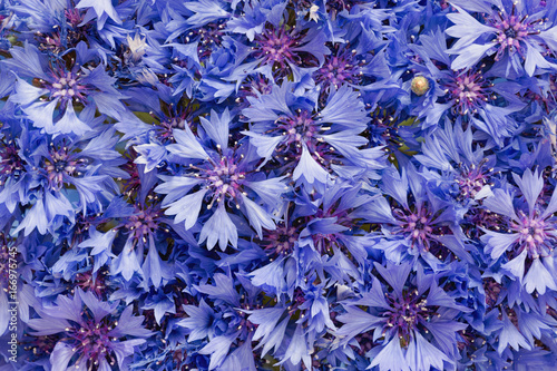 piekny-bukiet-cornflowers