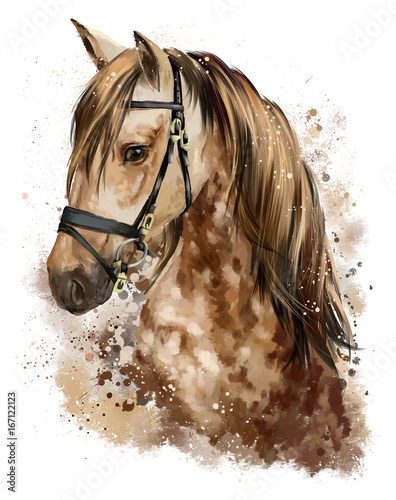 Obraz na płótnie Horse head drawing