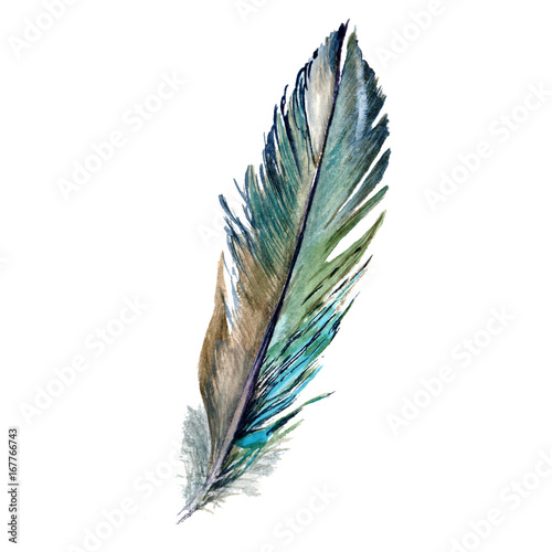 aquarellvogelfeder-vom-flugel-getrennt-aquarelle-feder-fur-hintergrund-textur-wrapper-muster