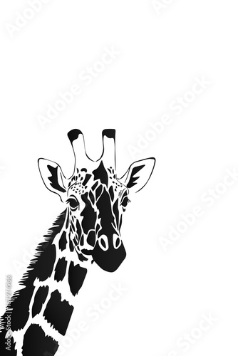 Obraz na płótnie Vector of a giraffe head on white background, Wild Animals.
