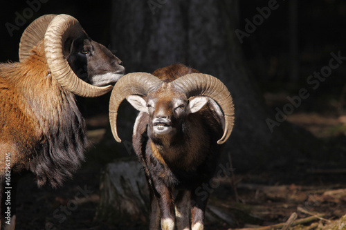 Europäischer Mufflon (Ovis ammon musimon) Widder