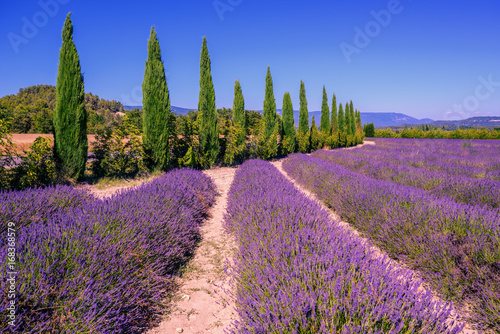 lawendowi-pola-i-cyprysowi-drzewa-w-provence-francja