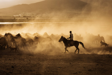 Fotoroleta grzywa natura pustynia ranczo zwierzę