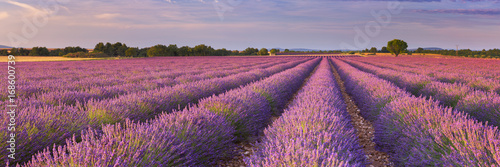  Sunrise over fields of lavender in the Provence, France