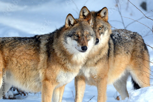 le-loup-canis-lupus