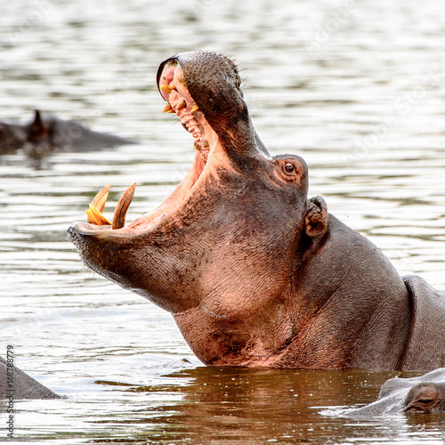 Obraz na płótnie Hippopotamus with open mouth in the Moremi Game Reserve (Okavango River Delta), National Park, Botswana