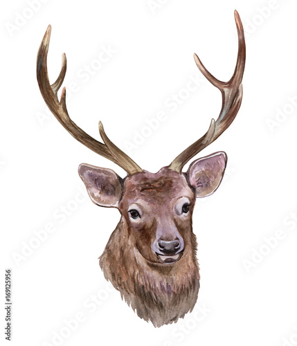  Deer with horns isolated on white background. Illustration, watercolor
