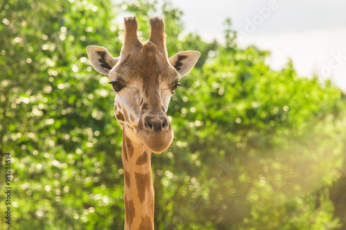 Close-up of a giraffe in front of some green trees Poster