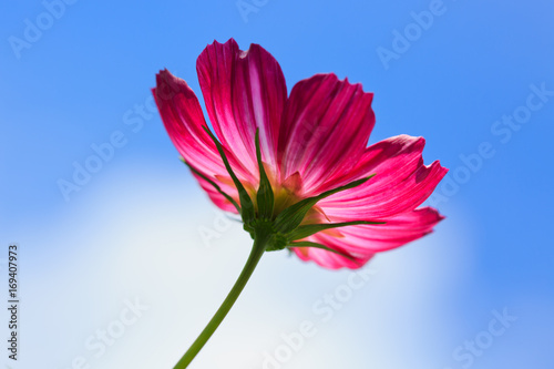 pink-cosmos-flower-isolated-on-blue-sky