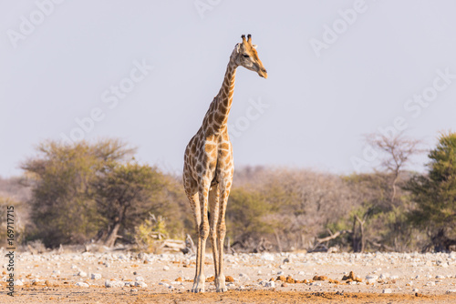 Obraz na płótnie Giraffe walking in the bush on the desert pan. Wildlife Safari in the Etosha National Park, the main travel destination in Namibia, Africa. Profile view.