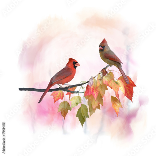 akwarela-meskiej-i-zenskiej-northern-cardinals