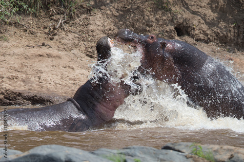 Obraz Fotograficzny Two fighting hippos; Hippopotamus amphibius; South Africa