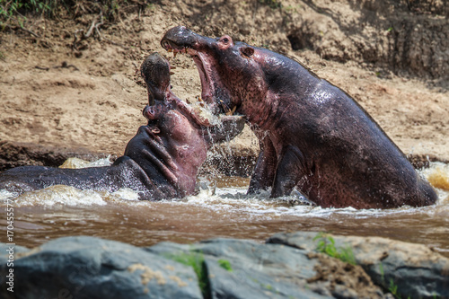 Obraz na płótnie Two fighting hippos; Hippopotamus amphibius; South Africa