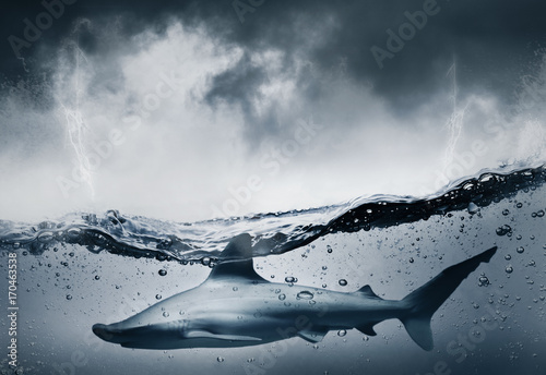 Fototapeta Requin et menace dans la mer