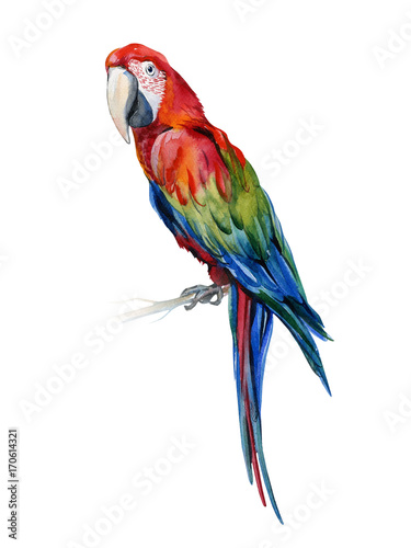 scharlachrot-macaw-papagei-ara-macao-aquarellillustration-des-tropischen-vogels