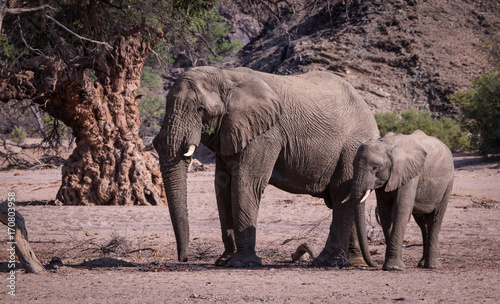 Obraz na płótnie Elephants, Damaraland, Namibia