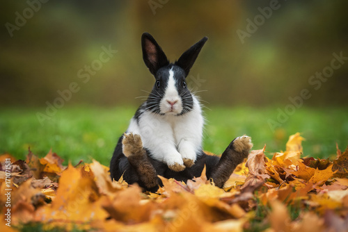 Little funny rabbit sitting in leaves in autumn © Grigorita Ko