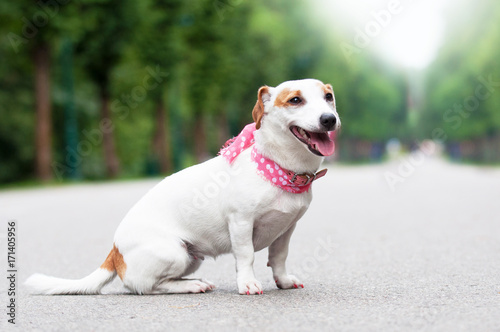 funny Jack Russell Terrier dog is walking in the park