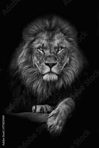 Obraz na płótnie King Lion