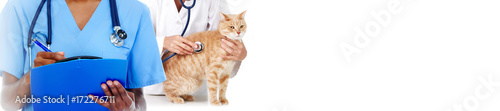 Cat and veterinarian doctor © Kurhan