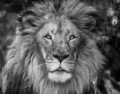 Obraz na płótnie Lion looking at camera