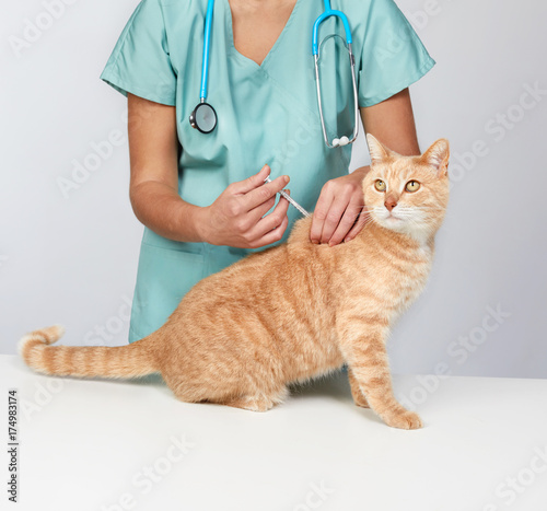 Veterinarian doctor with cat in veterinary clinic. © Kurhan