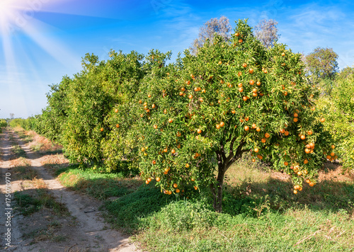 orange trees in the garden