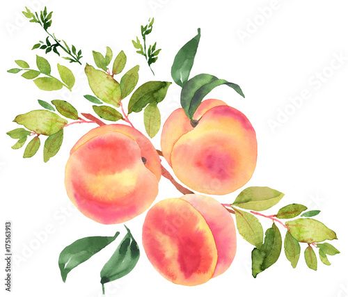 Branch with peaches. Watercolor illustration © anamad