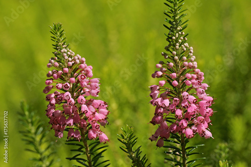 flowering-cornish-heath-cultivar-st-keverne-erica-vagans-st-keverne