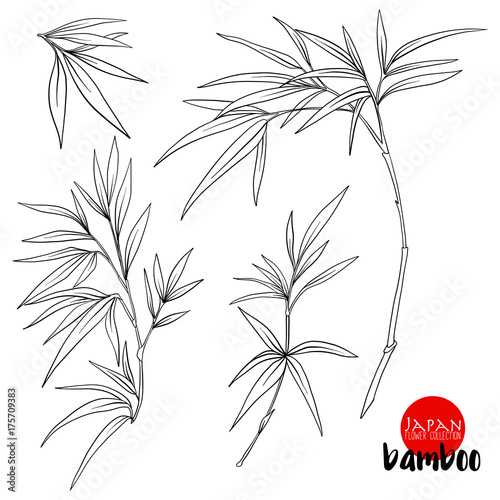 bamboo branch stock line