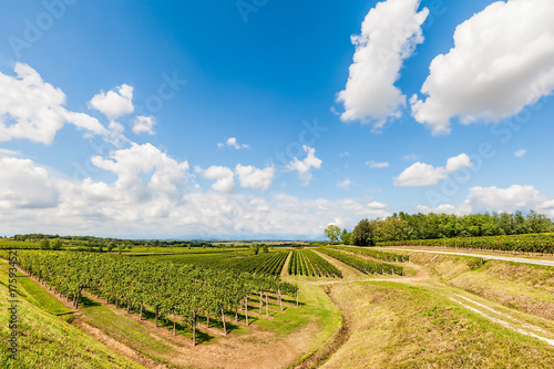 Landscape with vineyard and bleu sky with clouds.