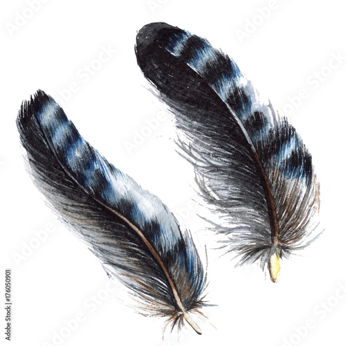 aquarellvogelfeder-vom-flugel-getrennt-aquarelle-feder-fur-hintergrund-textur-wrapper-muster