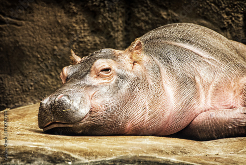 Obraz na płótnie Hippo - Hippopotamus amphibius resting, yellow filter